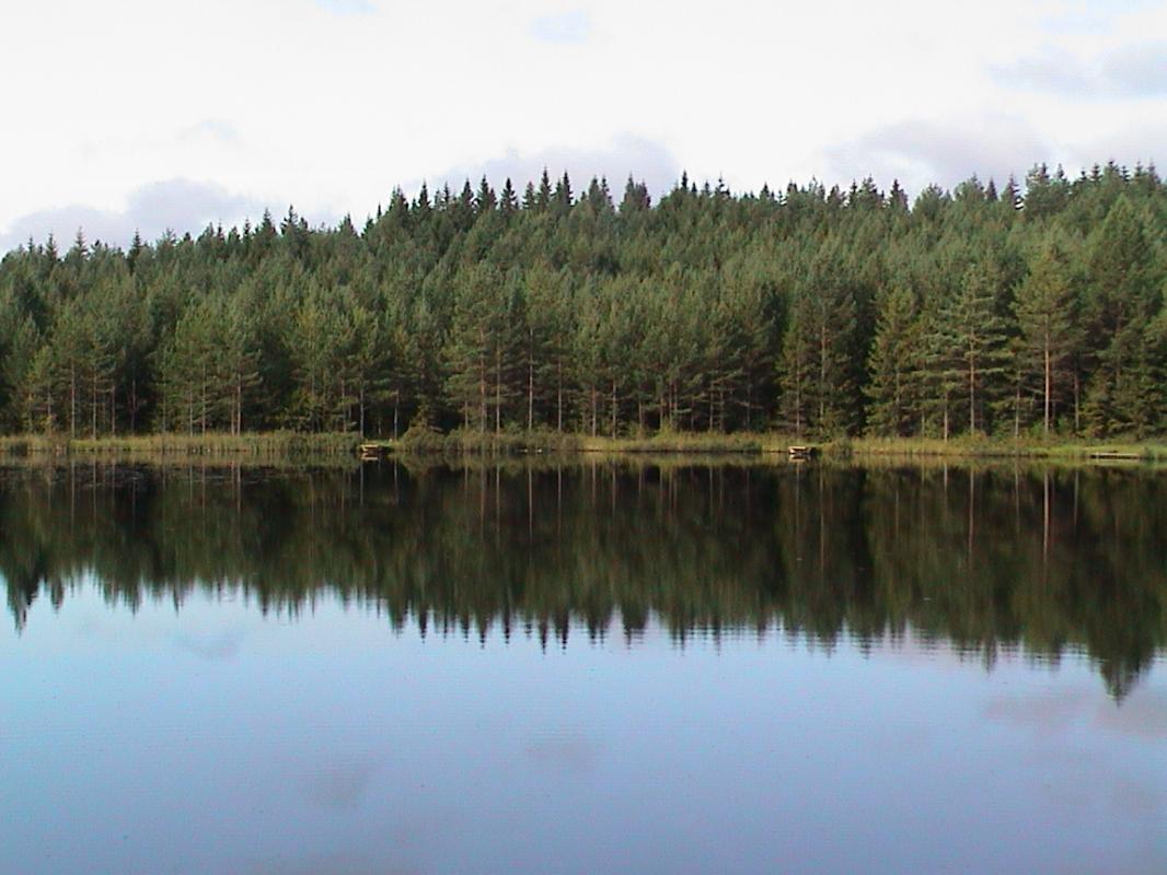 Bild zum Stora Hammarsjöns Fiskevårdsområde von tjard